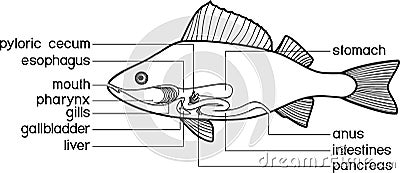 Coloring page with scheme of structure of fish digestive system. Educational material with structure of perch Perca fluviatilis Vector Illustration